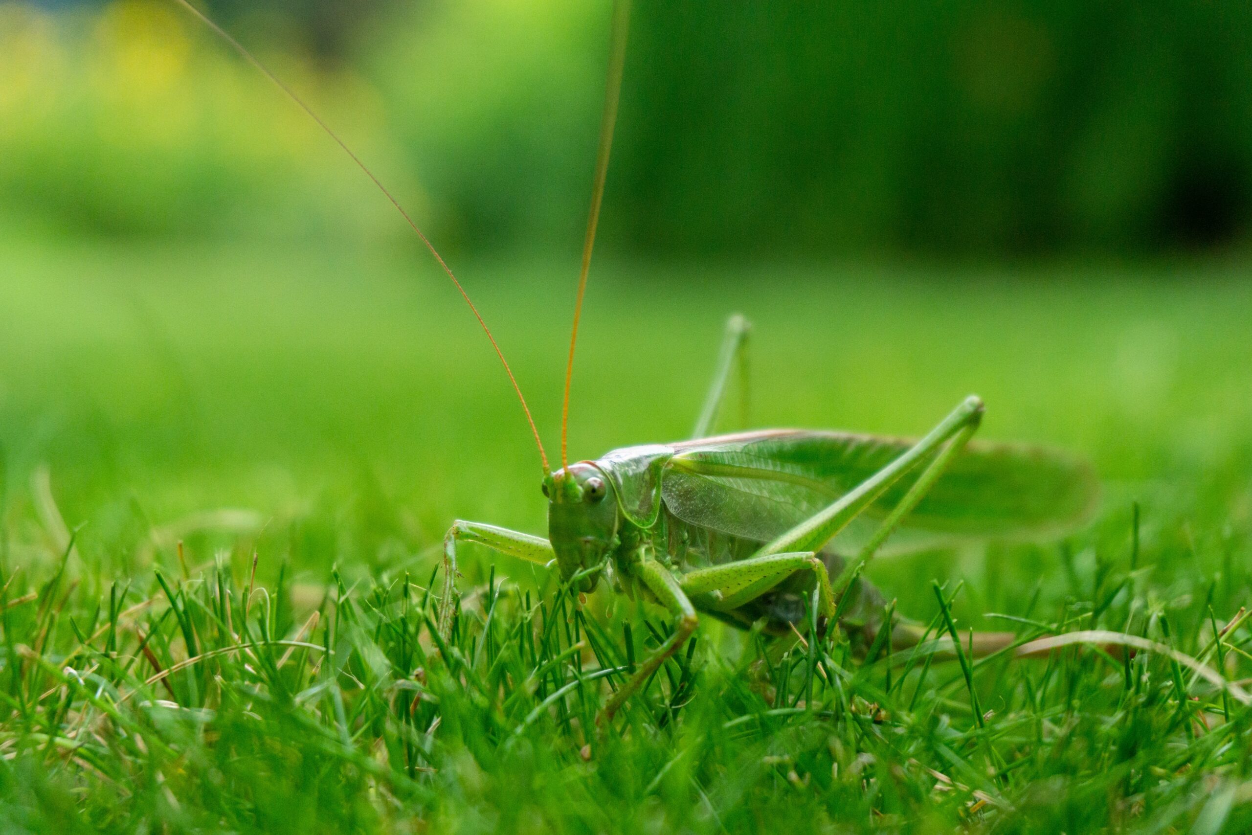 Praying Mantis as a Pet