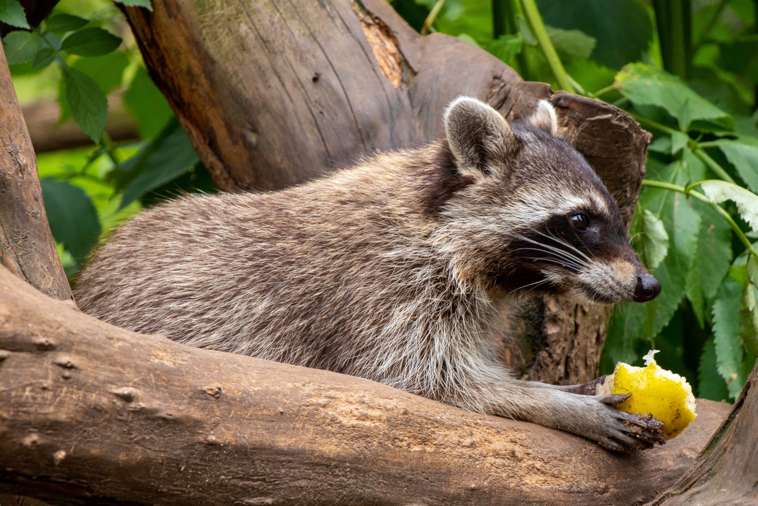 The Best Diet for a Pet Raccoon