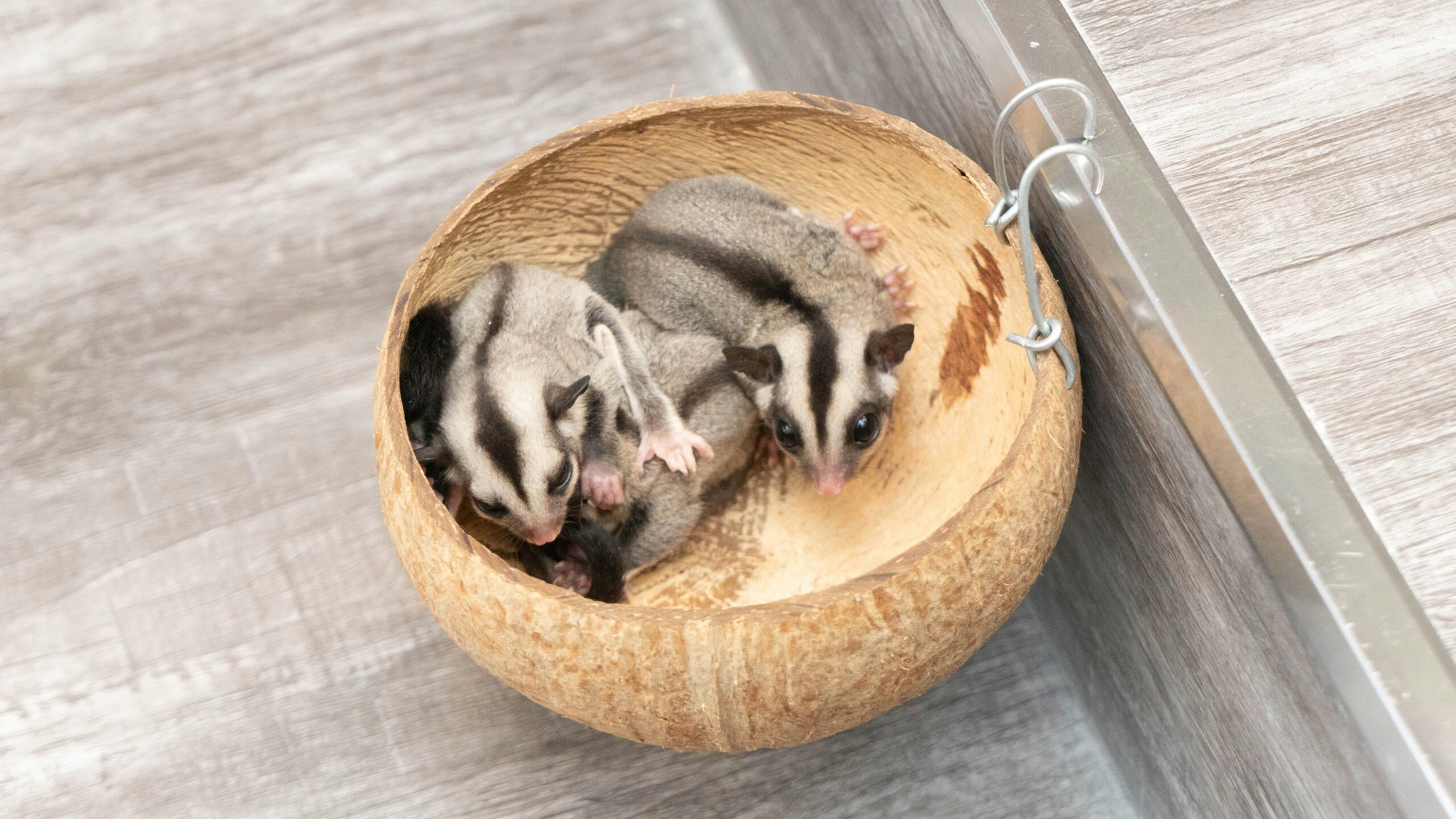 Sugar Glider Self-Mutilation
