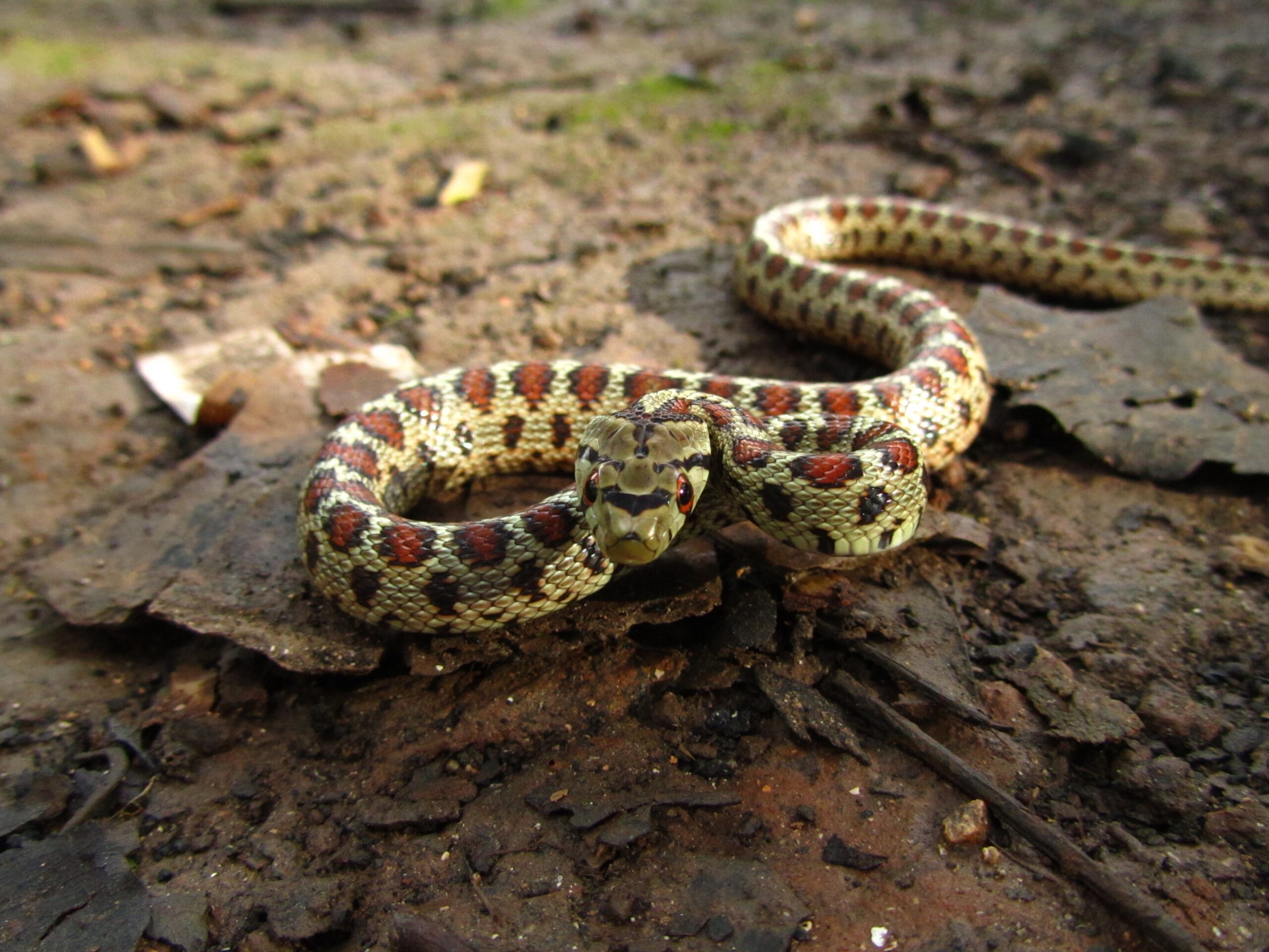 Preventing Incomplete Shedding Problems in Reptiles