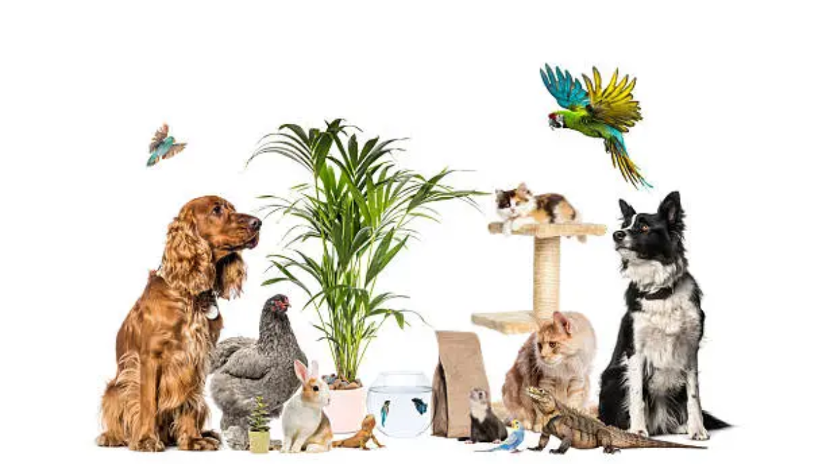 10 Best Exotic Pets Spaces