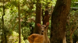 Deer Farm and Exotic Petting Zoo