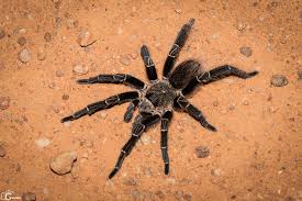 Eupalaestrus campestratus