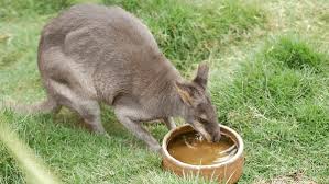 Should You Keep a Wallaroo as a Pet?