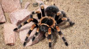 Care for Mexican Red-Knee Tarantula