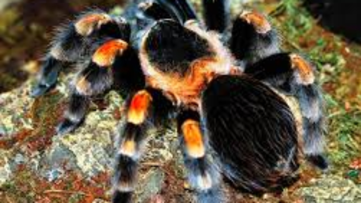 Care for Mexican Red-Knee Tarantula