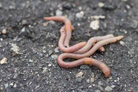 Worms That Make Reptiles Sick