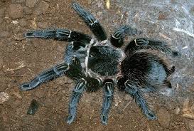 A Guide to Tarantulas for Beginners