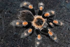 A Guide to Tarantulas for Beginners