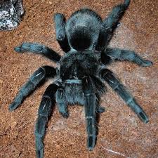 Grammostola pulchra