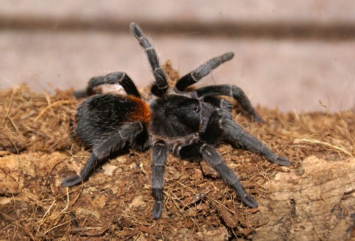 A Guide to Tarantulas for Beginners