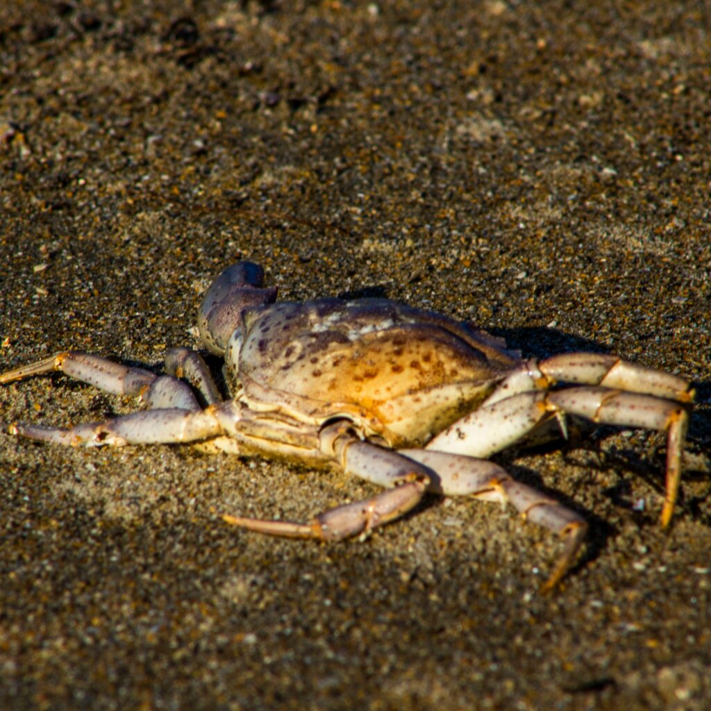 Hermit Crab Molting Time