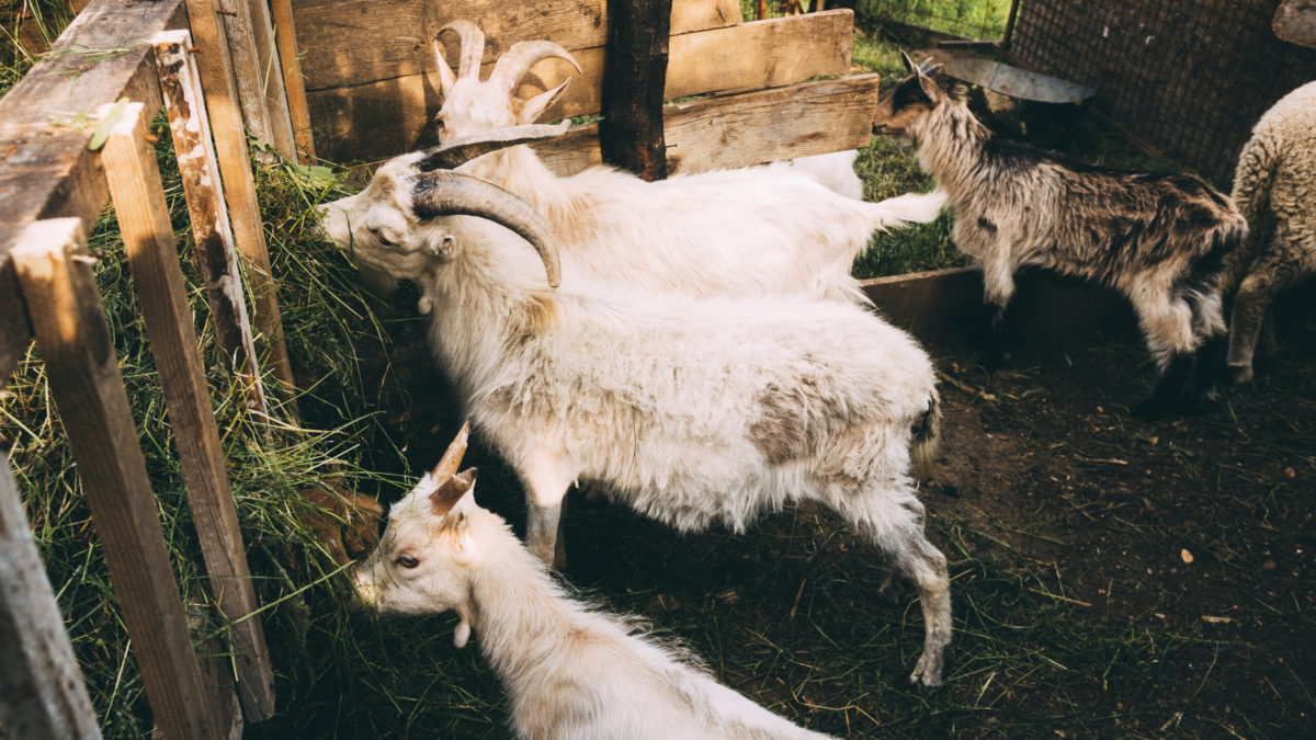 farm-concept-with-goats