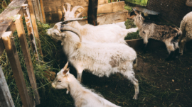 farm-concept-with-goats