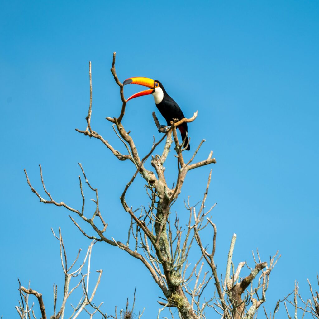 Bay Area exotic pets