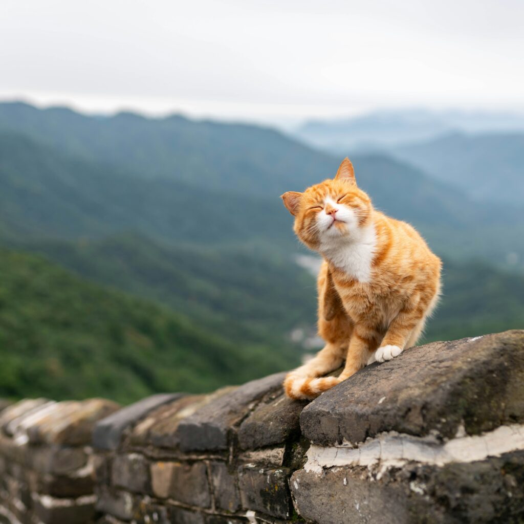 Exotic Pets Billings MT