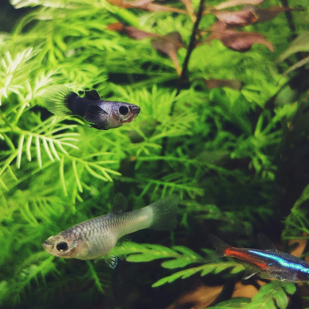 Common Aquarium Fish Names