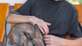 exotic pet vet near me