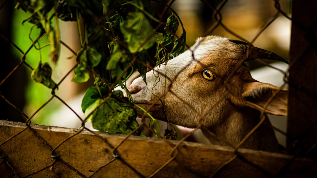 The Dangers of Keeping Exotic Pets