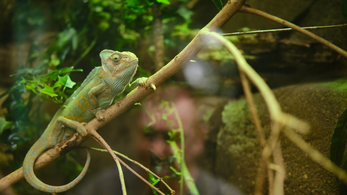 Preventing Incomplete Shedding Problems in Reptiles