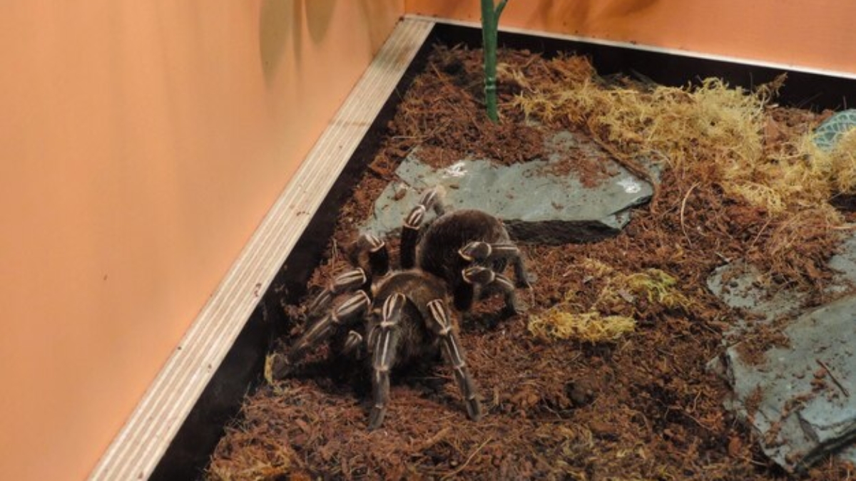 How to Care for a Pet Tarantula