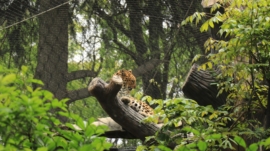 Bow Champs Exotic Petting Zoo