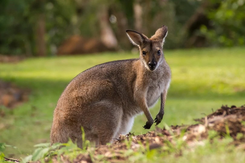 Should You Keep a Wallaby as a Pet?