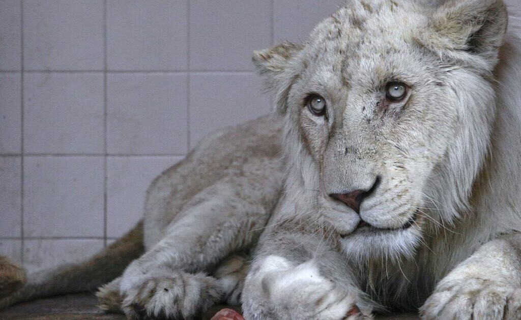 Exotic pets for sale near me