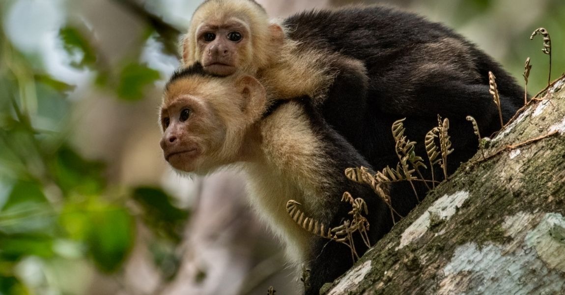 Should You Keep a Capuchin Monkey as a Pet?