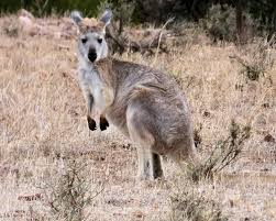 Should You Keep a Wallaroo as a Pet?