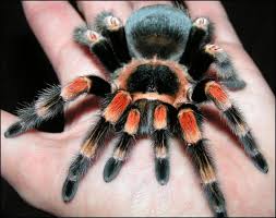 Care for Mexican Red-Knee Tarantula