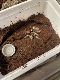 Care for Mexican Red-Knee Tarantula