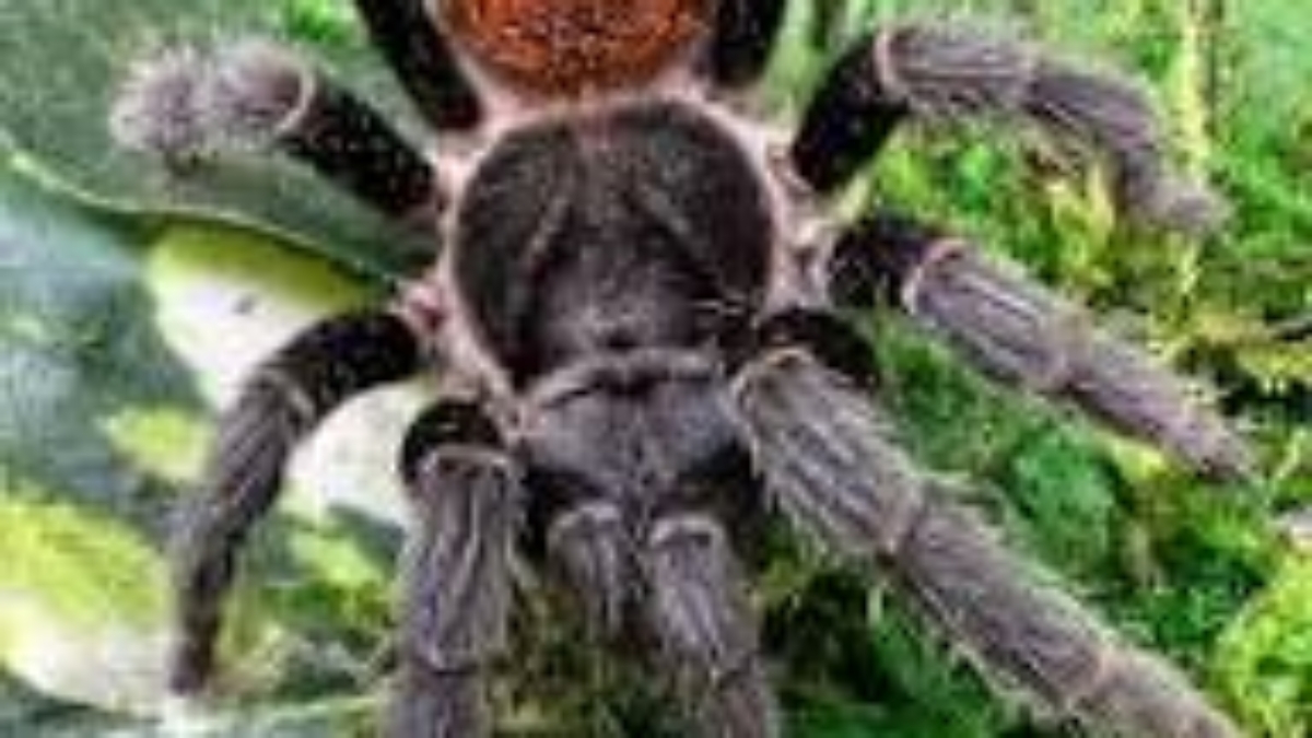A Guide to Tarantulas for Beginners