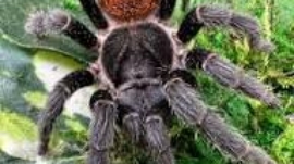 A Guide to Tarantulas for Beginners