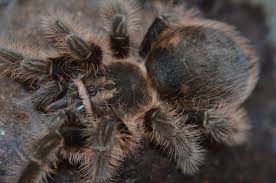 A Guide to Tarantulas for Beginners