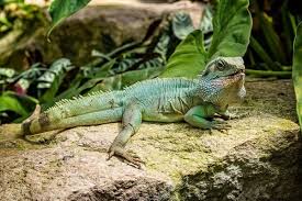 Care for a Chinese Water Dragon.