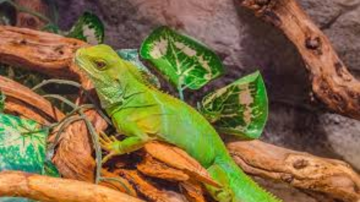 Care for a Chinese Water Dragon.