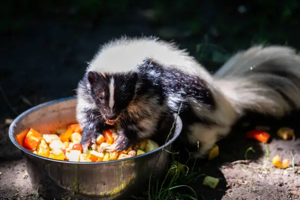 Should You Keep a Skunk as a Pet?