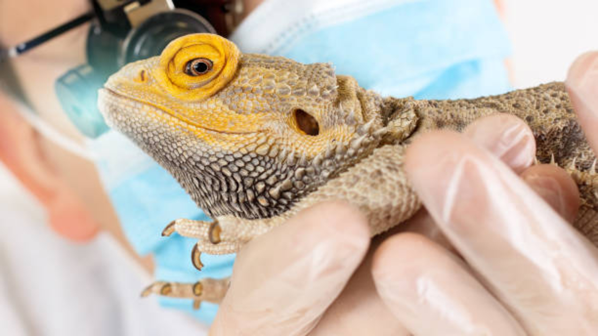 How to Take Care of Exotic Pets