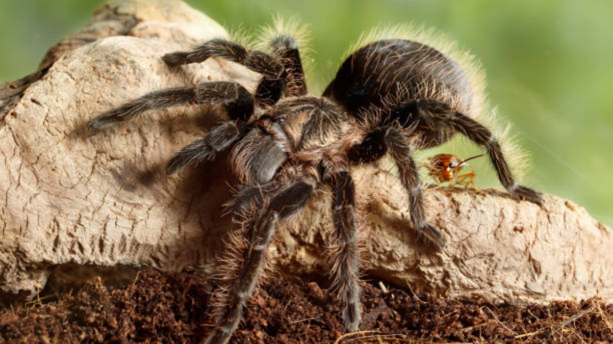 Care for a Pet Curly Hair Tarantula