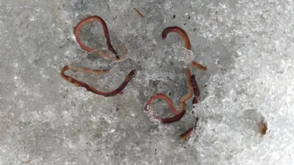 Worms That Make Reptiles Sick