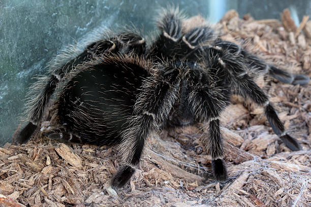 Care for a Pet Curly Hair Tarantula