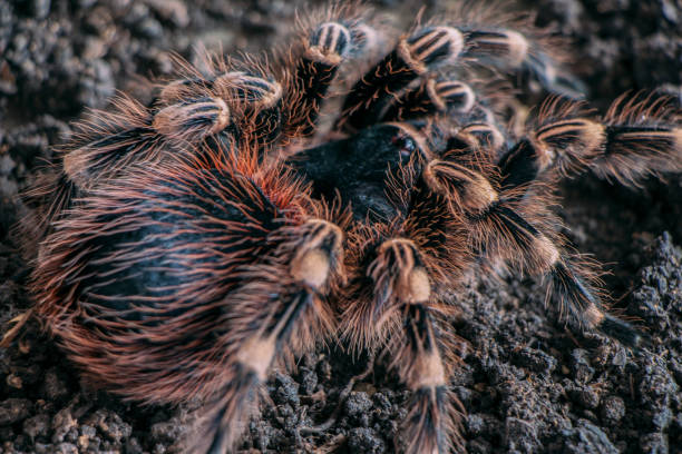 Care for a Pet Curly Hair Tarantula