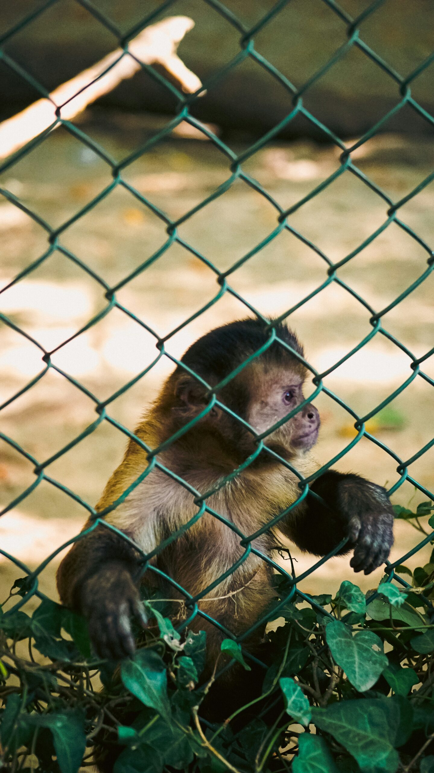 Should You Keep a Capuchin Monkey as a Pet?