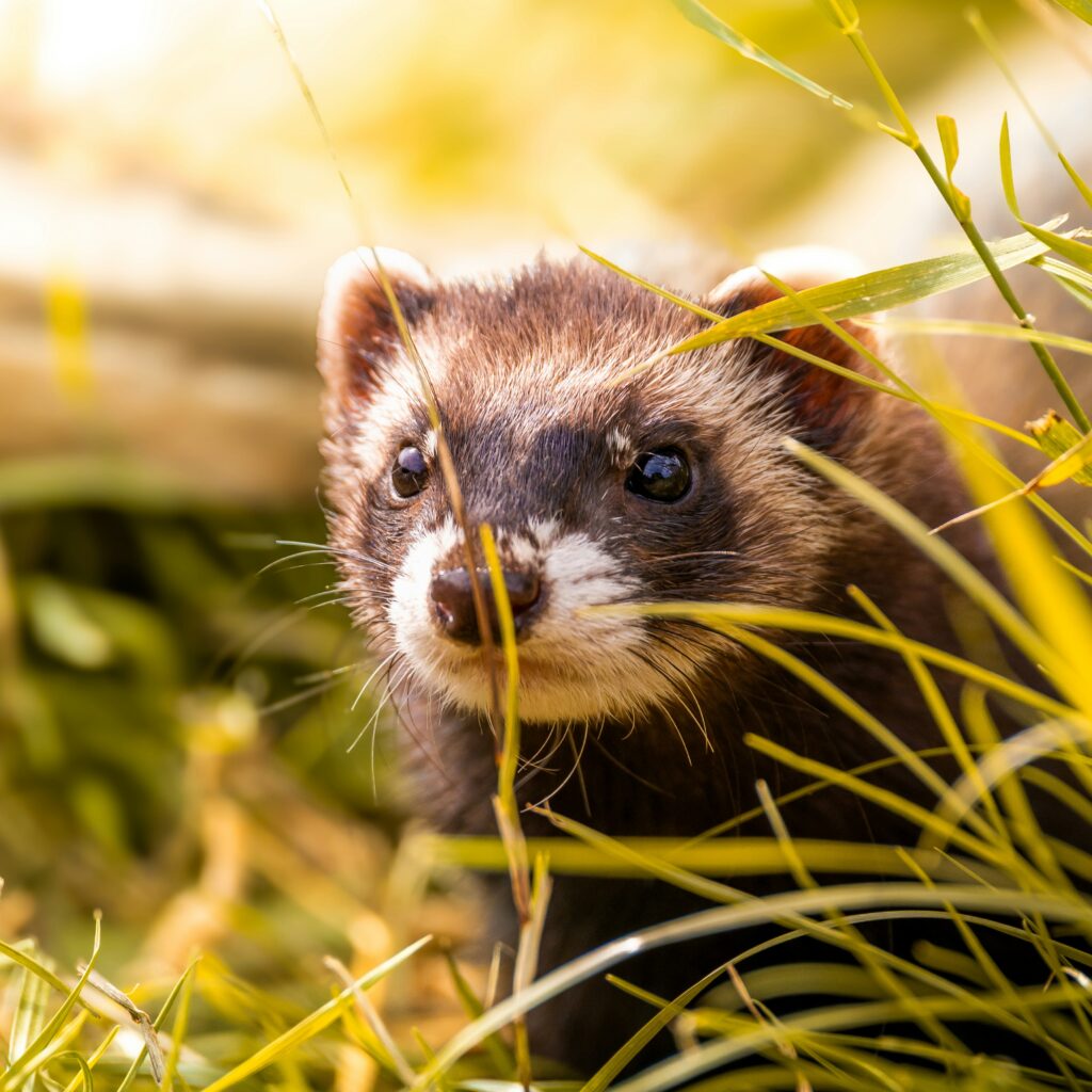 Land and Sea Exotic Pets