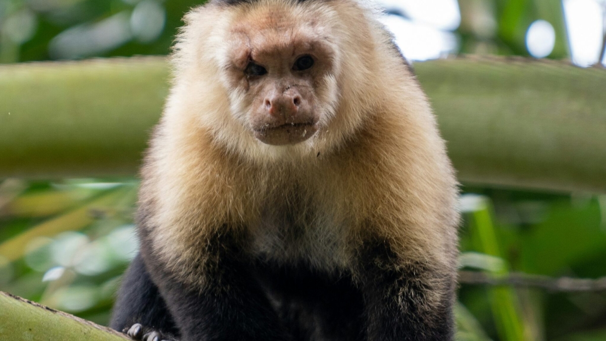 Should You Keep a Capuchin Monkey as a Pet?