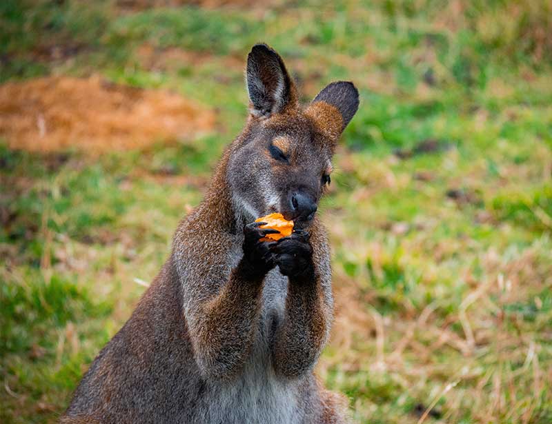 Should You Keep a Wallaroo as a Pet?