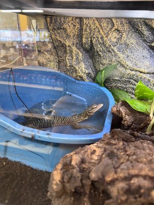 Exotic Pets Billings MT