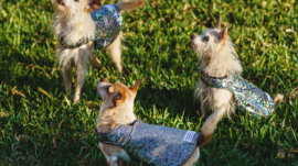 Protect Pets From Birds of Prey