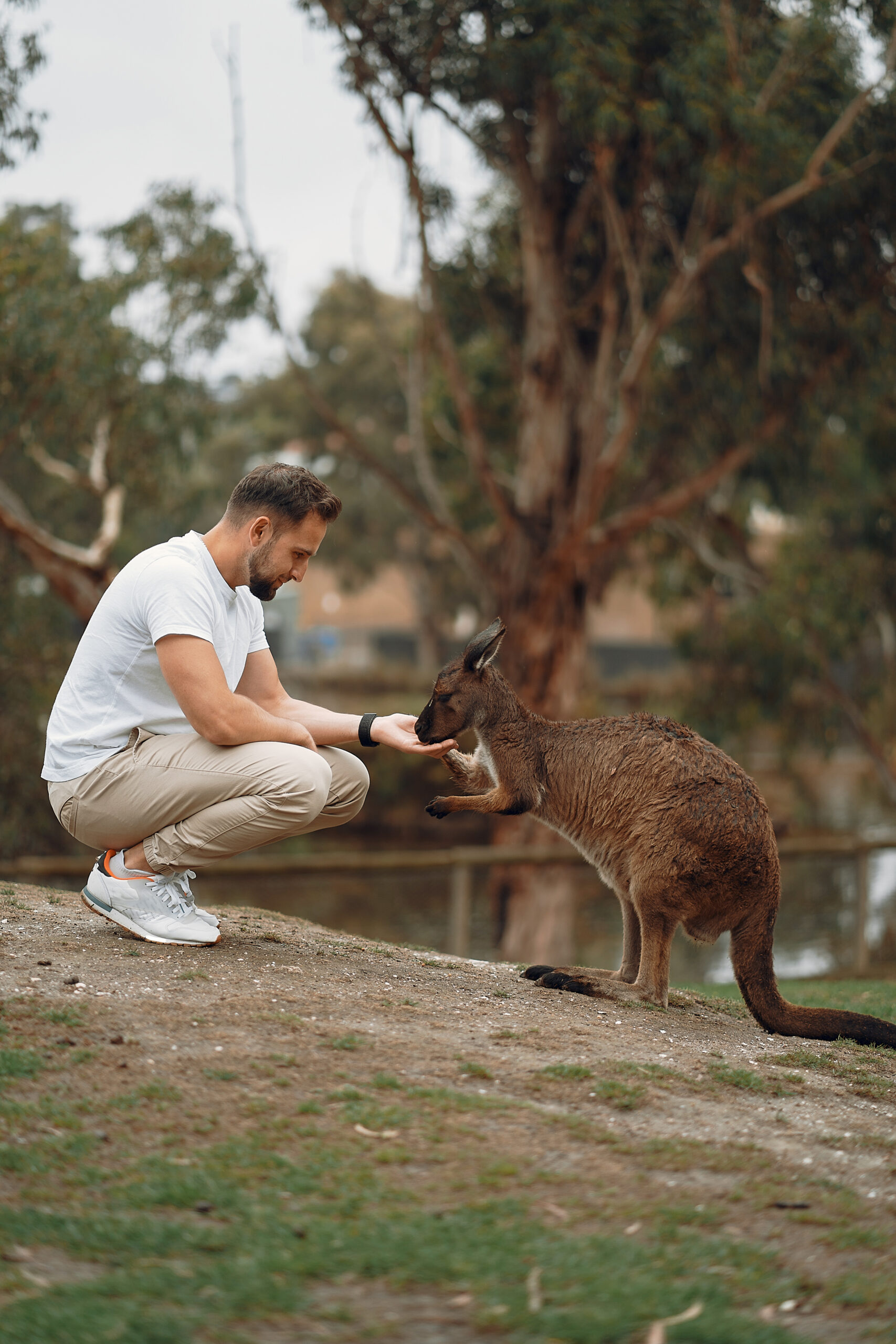 Should You Keep a Wallaby as a Pet?